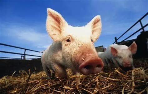 2021年6月23日生猪价格今日猪价 全国生猪价格一览表_第一金融网