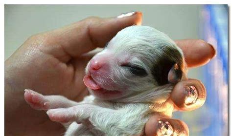 刚出生的狗崽应该如何照顾和喂养？_福州千宠百爱宠物医院_福州正规宠物医院