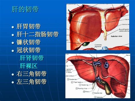 肝区位置图图片