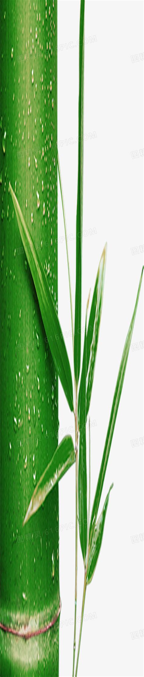 端午节绿色竹子水珠图片免费下载_PNG素材_编号1kxikokem_图精灵