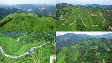 A哆乡村的高山茶园，一排排的茶树漫山遍野，随着山势延绵起伏