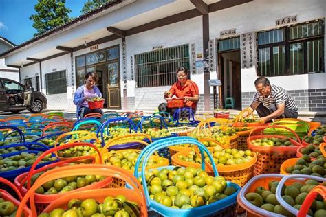 贵州黔西：“庭院经济”助农增收-人民图片网