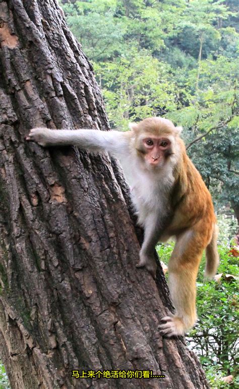 贵州黔灵山猴子,自然保护景区,旅游景点,摄影,汇图网www.huitu.com