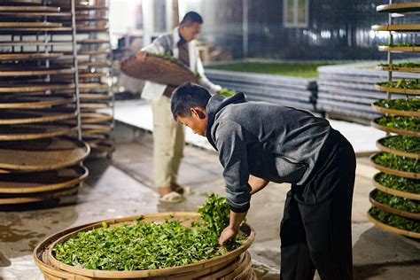 探访云南古树白茶的制作过程-茶语网,当代茶文化推广者