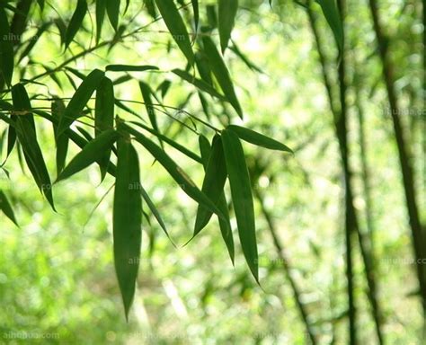 竹海竹林高清图片下载-正版图片500397704-摄图网