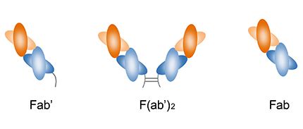 抗体Fab-什么是抗体Fab片段-如何获得Fab抗体-南京铭研生物