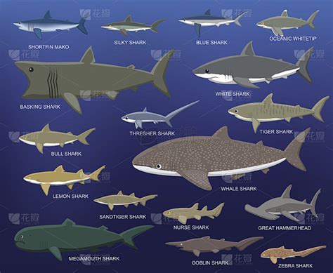 大鲨鱼大小比较卡通矢量插图