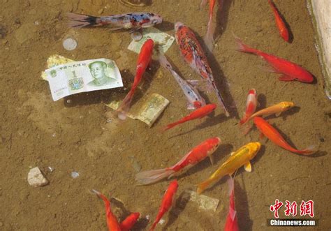 寺庙放生池现1.2米鳄雀鳝重50斤：观赏鱼越来越少，12小时抓获_腾讯视频