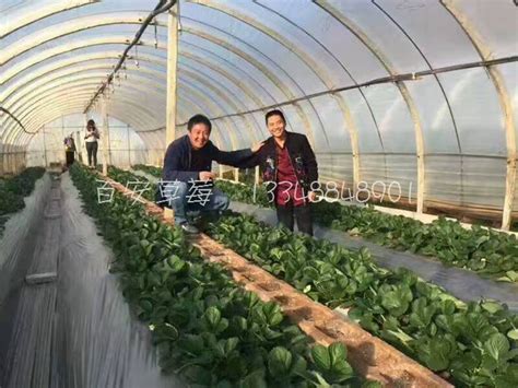 龙头企业推进草莓产业升级 助力百姓共富 - 中国网