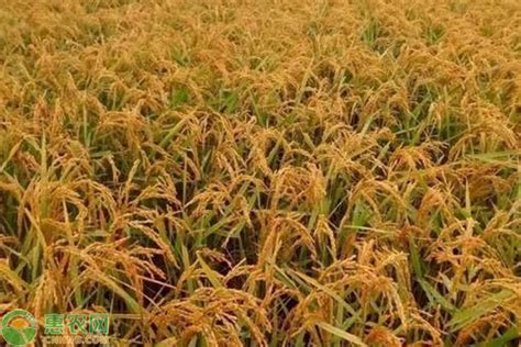 水稻价格要上涨，农户什么时候销售稻谷价格高_爱花网