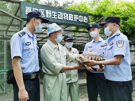 上海嘉定：民警救助移送国家二级保护动物苏卡达陆龟-人民图片网