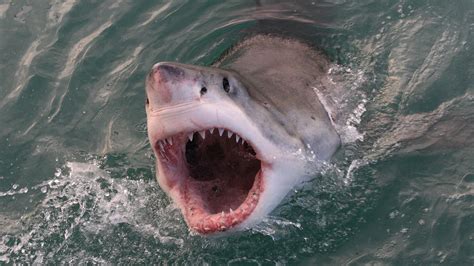 Hintergrundbilder : Tiere, Meer, Großer weißer Hai, Biologie ...