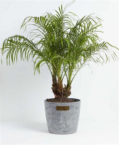 Lively Root Pygmy Date Palm Phoenix Roebelenii Live Plant, 10" Earl ...