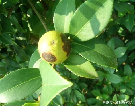 油茶树病虫害的防治与管理- 经济林