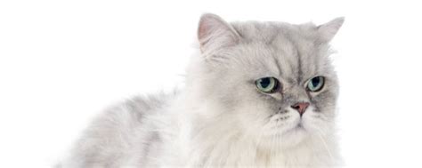 白猫头上有一撮黑毛是什么品种_猫猫百科_我要乐宠物网