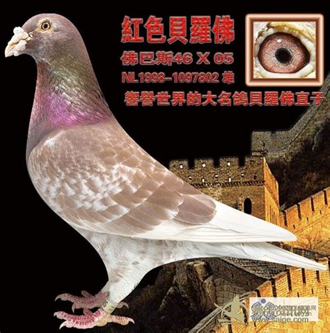 世界名系及代表名鸽图集 养鸽的不看后悔--中国信鸽信息网相册