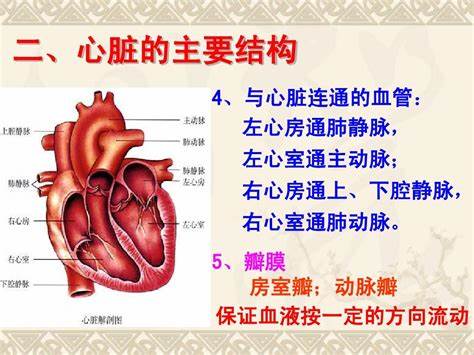 七下生物结构图绘