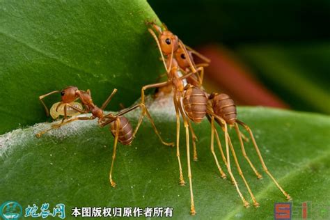 养蚂蚁,蚂蚁饲养箱_大山谷图库