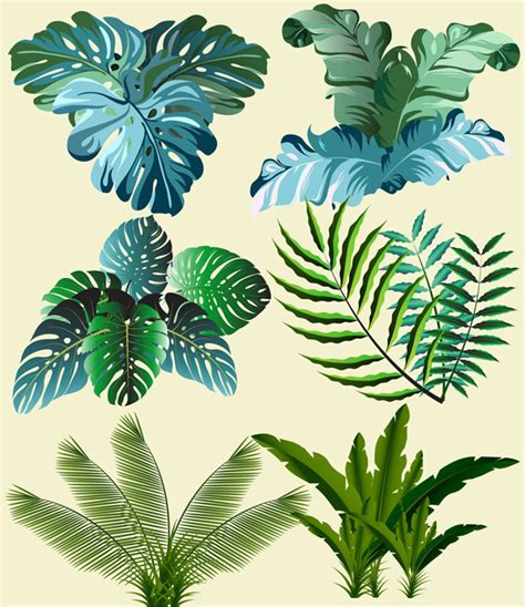 热带植物名称及图片,眼型大全名称及图片,各种形状的图片及名称_大山谷图库