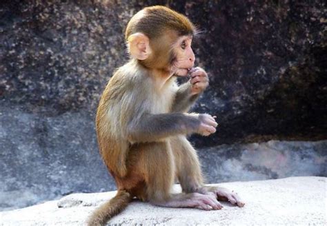 92年属猴为什么说金命水猴-1992年猴是金还是水 - 见闻坊