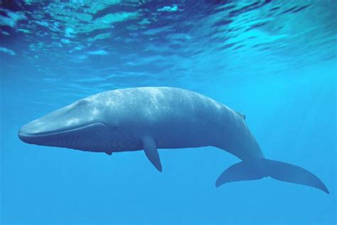 whalefall鲸落是什么意思？ - 努力学习网