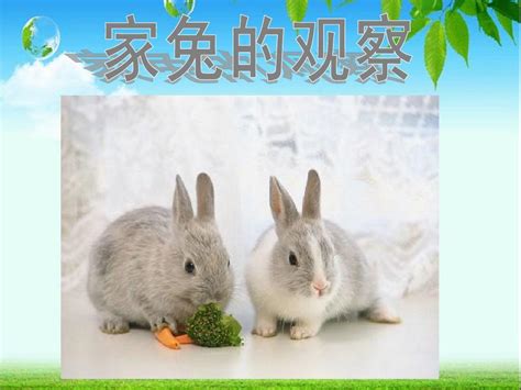 小学：西顿动物小说全集——小兔子豁豁耳