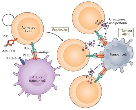 癌症免疫治疗指南：从T细胞基础科学到临床实践|免疫治疗|癌症|指南|细胞|肿瘤|-健康界