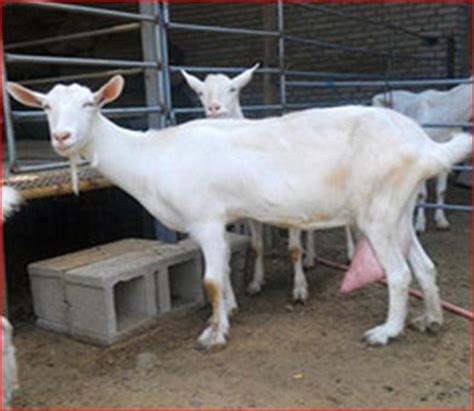 河南奶山羊 自养自销 高产12斤萨能奶山羊 农家养殖奶山羊 批发-阿里巴巴