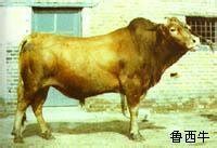 夏洛莱牛种牛 鲁西黄牛小牛苗 西门塔尔牛 小牛犊多少钱一头-阿里巴巴