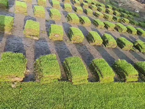 马尼拉草皮价格多少钱一平方？2020年马尼拉草皮价格行情预测-花木行情-中国花木网