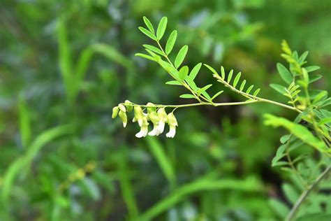 苦参种植主产区 批发苦参 苦参基地