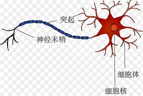 神经元类型_细胞