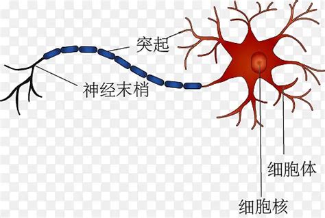 神经元结构图图片