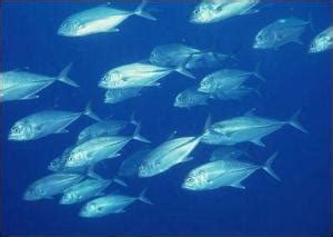 最罕见的深海鱼有哪些（世界十大罕见深海鱼排名榜）-飞扬号