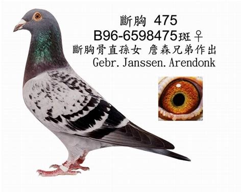 我的詹森鸽--中国信鸽信息网相册