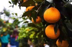 学习柑橘的栽培技术，提高柑橘的产量，丰收品质好的柑橘__财经头条
