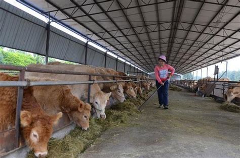 300斤牛犊价格表黄牛价格价格价钱 全国 西门塔尔牛-食品商务网