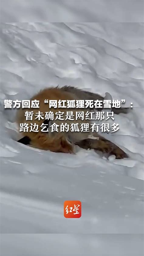 警方回应“网红狐狸死在雪地”：暂未确定是网红那只，路边乞食的狐狸有很多_凤凰网视频_凤凰网