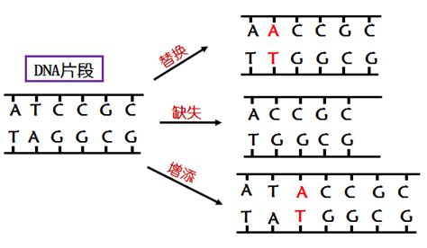 基因突变和基因重组-安庆师范大学生命科学学院