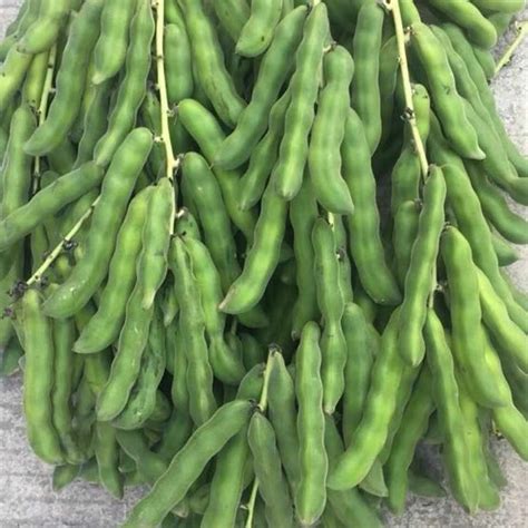 狗豆子图片
