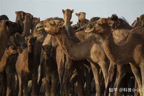 秘境寻踪：一个女人和野骆驼的故事 - 中国自然保护区生物标本资源共享平台