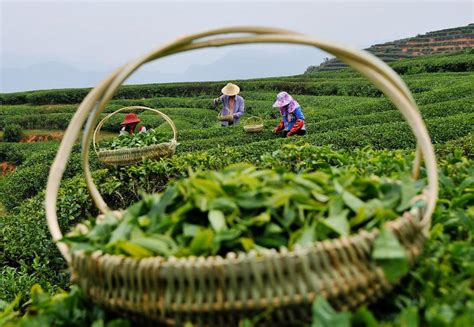 2020年中国茶叶行业市场现状与发展趋势分析_普定县亮峰茶业有限责任公司