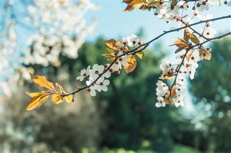 春天盛开的花朵摄影高清图片 - 爱图网