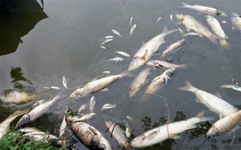 “被污染的海水中的死鱼，污染”高清摄影大图-千库网
