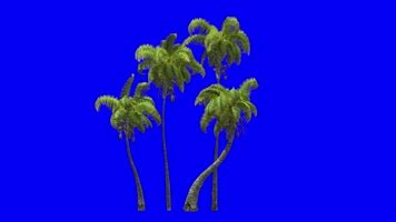 棕榈树随风移动，色键，无缝循环动画_3840X2160_高清视频素材下载(编号:17169239)_全部_光厂(VJ师网) www.vjshi.com