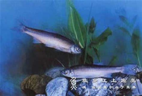 雅罗鱼图片
