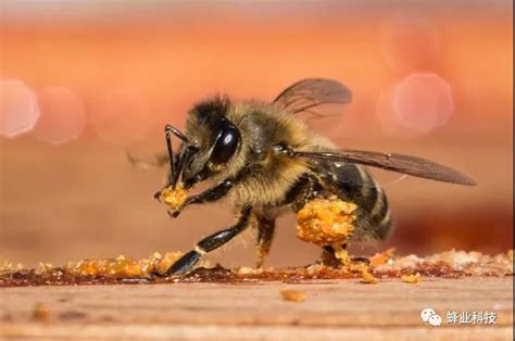研究发现：蜂胶和蜂蜜可能会改善新冠肺炎临床症状！|四川省高新技术蜜蜂研究所