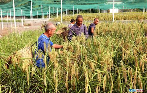 2米高巨型稻！中山试种喜获丰收，亩产高达700公斤