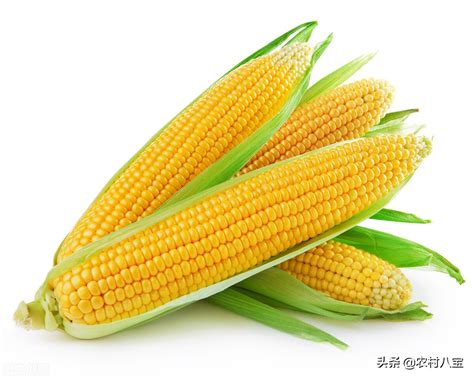 玉米种十大品种，2023年主推十大玉米品种