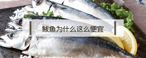 青岛鲅鱼上市，每条20斤比孩子都大|鲅鱼|青岛|伊春_新浪新闻